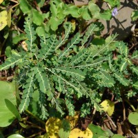 Phyllanthus amarus Schumach. & Thonn.